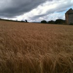 Castlecraig Wheat Field, by Jrimas