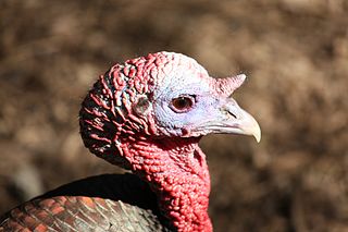 Please Don’t Cut My Heart Out on Thanksgiving