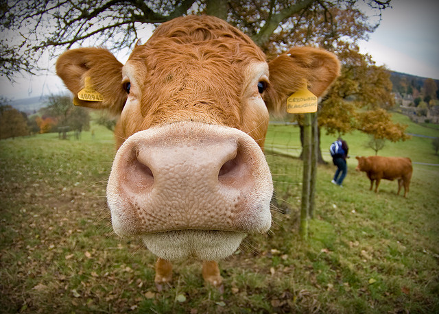 To meat or not to meat